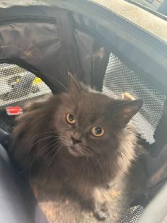 Kleine Mia abzugeben Perser-/ Hauskatzenmix