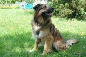 Sly - männlich 2 Jahre 52 cm 23 kg Briard-Mix Gechipt Nicht kastriert