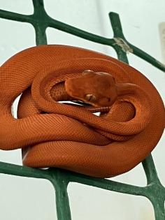 Corallus Hortulanus NZ22 Calico, Red, Bicolor
