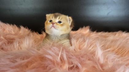 Bkh Kitten in seltener Farben. Stammbaum
