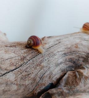 Gefleckte Weinbergschnecken Babys Cornu aspersum