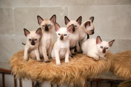 Siamkitten von unserer THAIMAHAL ENGEL in den Farben seal point und chocolate point