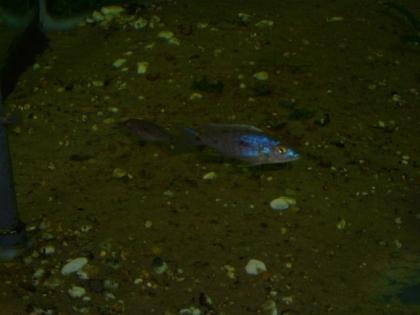 Sciaenochromis ahli