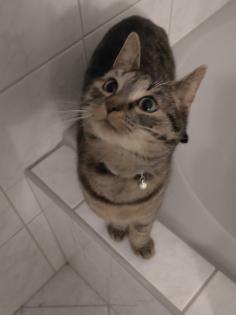 Katzen Schwestern zusammen
