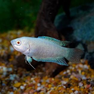 Verfügbare Aquarien-fische.