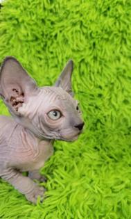 Sphynx Mädchen mit blauen Augen
