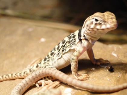 Verkaufe Halsbandleguanbabys C. c. Collaris