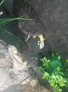 Leopardgeckos inklusive Terrarium und Zubehör