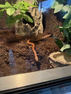 2 Kornnattern Hochwertiges Terrarium zu verkaufen