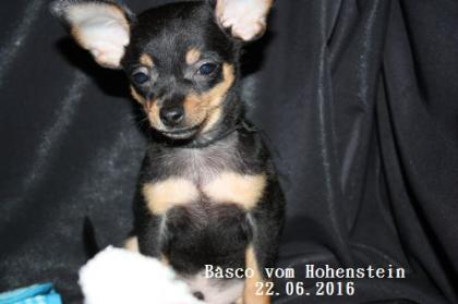 Prager Rattler Welpe - Basco vom Hohenstein mit Stammbaum