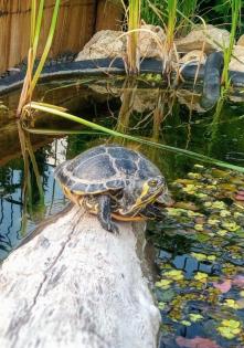Gelbwangenschildkröte abzugeben