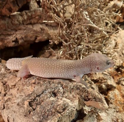 2 weibliche Leopardgecko