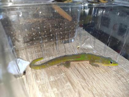 Goldstaub Taggecko - Phelsuma laticauda