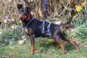 ROOSVELT - männlich 2 Jahre 27 cm 5 kg Rehpinscher Gechipt Kastriert