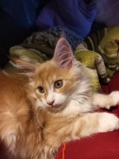 Wunderschöne Maine Coon Mädchen