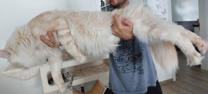 Maine Coon Kitten ohne Papiere shaded Linie