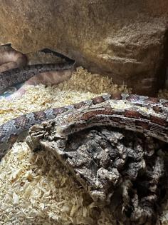 2 Kornnattern Braun/Grau Hellorange inkl. Terrarium