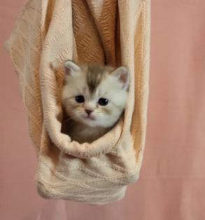 Bkh Kitten in seltener Farben. Stammbaum
