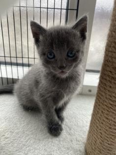 Reinrassige Russisch blau Kitten