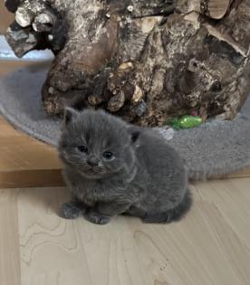 Süße verschmuste Britisch Kurzhaar, Britisch Langhaar und mix Kitten Katzenbabys aus liebevoller