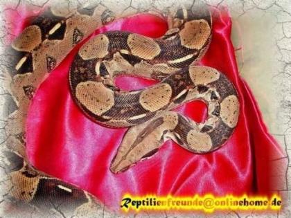Boa Constrictor 100 het. Albino