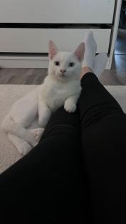 Türkisch Angora Kater