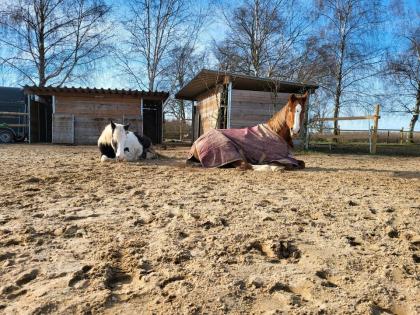 Gesucht Beistellpferd Senior Pony nicht o nur bedingt reitbar