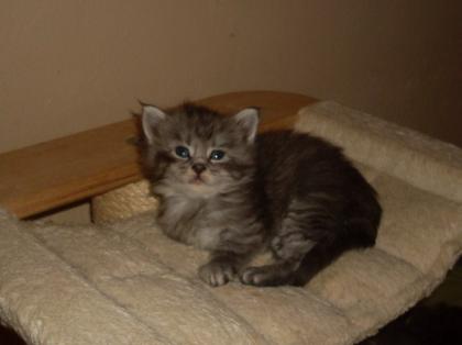 Reinrassige Maine Coon Babys mit Stammbaum
