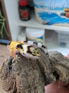 Leopardgeckos aus Rostock