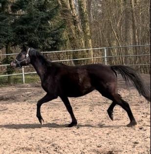 Warmblut 3 jährige Stute von Ivanhoe Dressur
