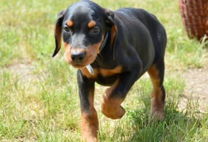 Suße Dobermann Welpen - suchen ein neues Heim