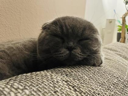 Deckkater BKH