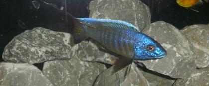 Malawi barsche
