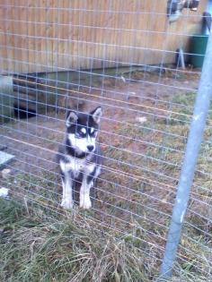 Huskyrüde ca. 4, 5Monate alt