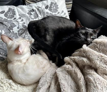 Snow Bengalen aus liebevoller Zucht mit TICA-Stammbaum - nur noch 2 zu haben