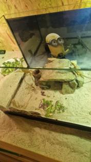 Bartagame Jungtiere 4 Monate alt