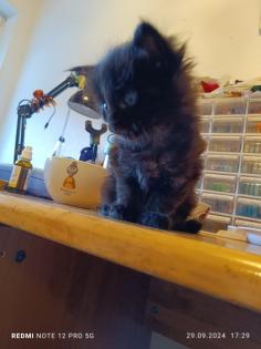 Maine Coon Kater zu verkaufen