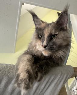Traumkatze sucht Traumzuhause