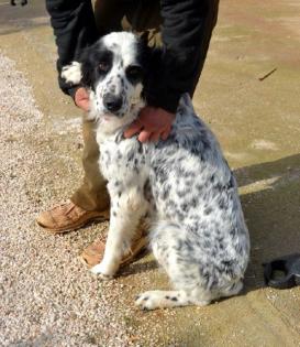 Roxanna - Setter -Mix-Dame solche Juwelen findet man in Griechenland an Schnell
