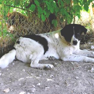 Zaza sucht ein Zuhause
