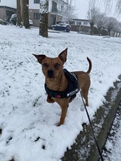 Deckrüde / wunderschöner Zwergpinscher