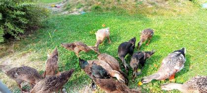 Laufenten. Enten/ Erpel
