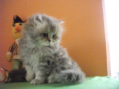 Bezaubernde Perserkater blue golden tabby 8, 5 Wochen alt mit Stammbaum super ver