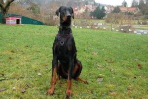 STARSKY - WOHNUNGSRÄUMUNG - ENDPLATZ GESUCHT - Dobermann, männlich, 1 Jahr, 72 cm, 40 kg, Gec