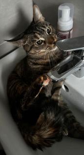 Katze abzugeben
