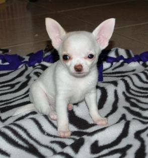 Wunderschöne Weisse Chihuahuababys Langhaar, Rüde Und Hüden