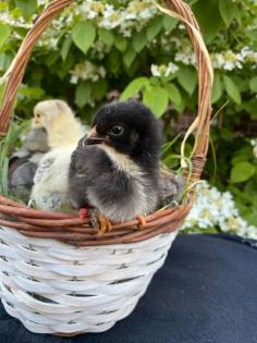 Hühner Küken Olivleger marans haubenhuhn serama Henne Hahn