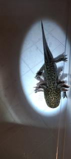 Axolotl Jungtiere ab 15 cm