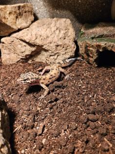 Leopardgecko mit Terrarium