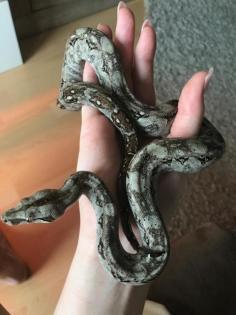 Tarahumara 1. 0